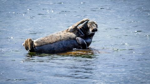 Kegelrobbe auf einem Stein