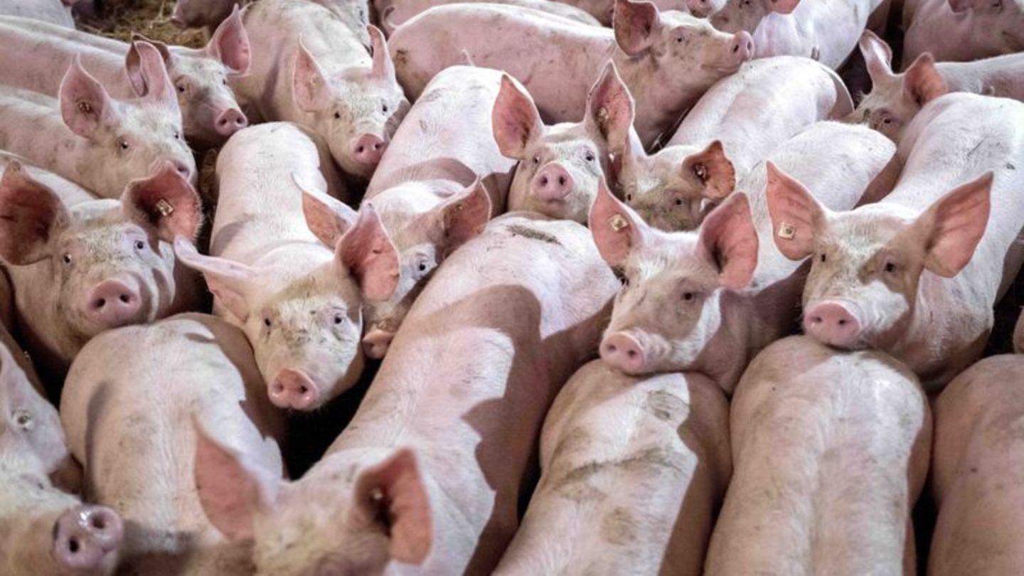 Tierkrankheiten: Nach Schweinepest-Befall: Hunderte Tiere werden getötet
