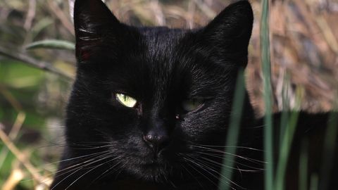 Eine schwarze Katze guckt in die Kamera