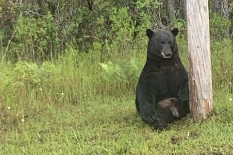 Depressiver Bär