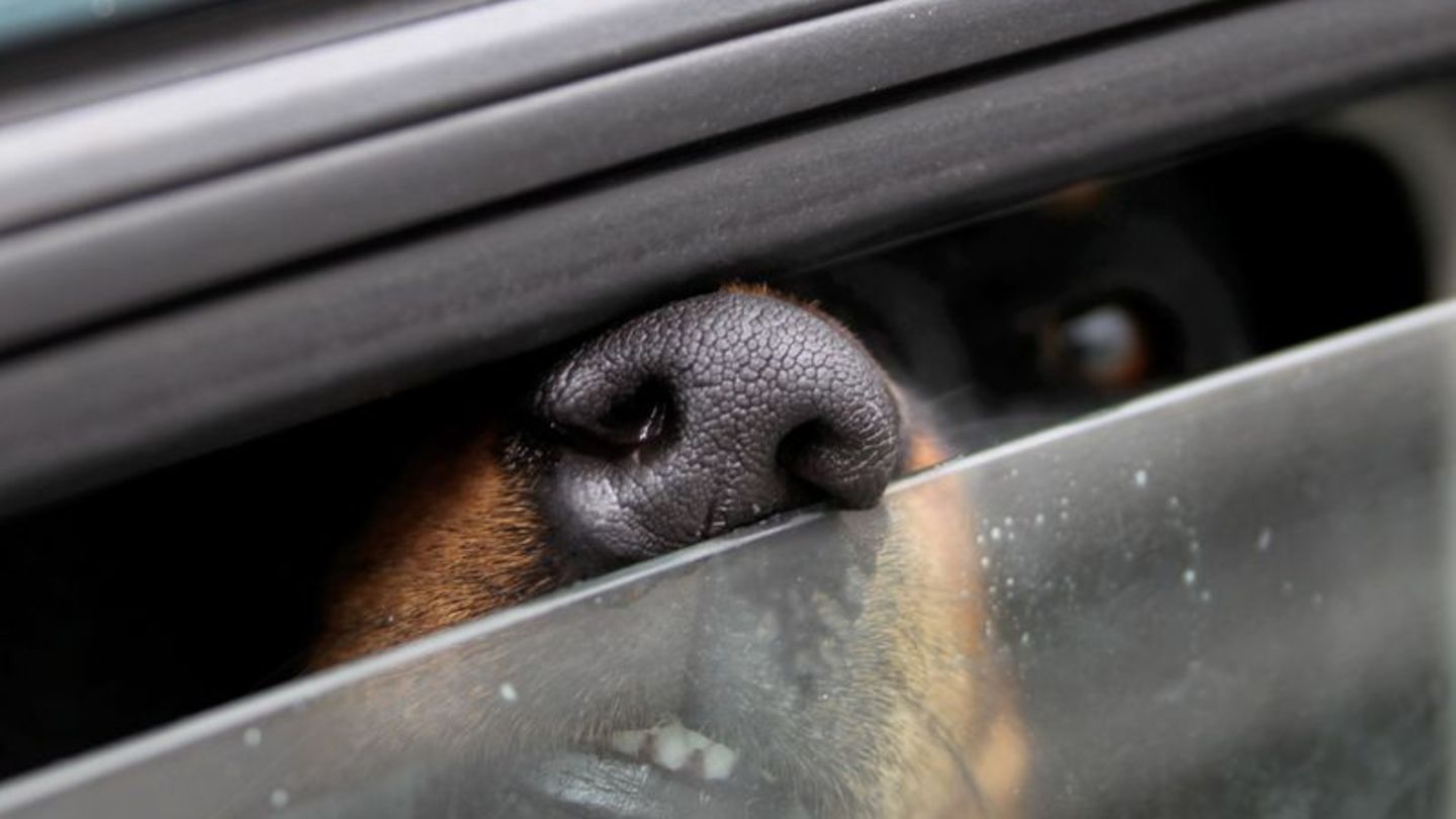 Tiere in der Hitze: Hunde bei Hitze im Auto, Besitzer beim Shoppen - Tier tot
