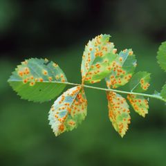 Rosenrost, Phragmidium mucronatum
