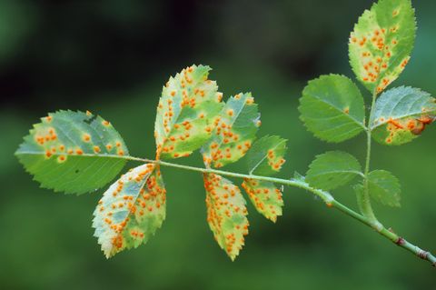 Rosenrost, Phragmidium mucronatum