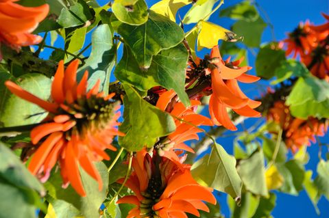 Pflanze in der Nahaufname, die roten Blüten des Küstenkorallenbaums