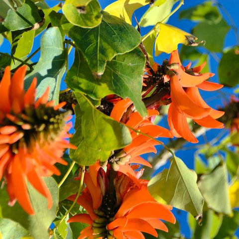 Pflanze in der Nahaufname, die roten Blüten des Küstenkorallenbaums