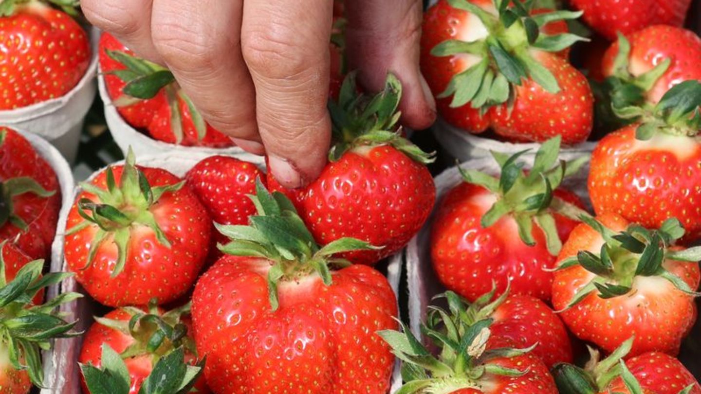 Ernte im Norden: Weniger Erdbeeren durch schwankende Temperaturen