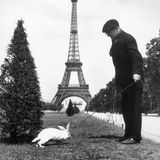 Ein Mann führt ein angeleintes weißes Kaninchen spazieren