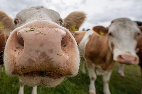 Die Kühe freuen sich, wenn man Veggie-Hack isst