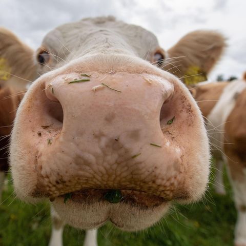 Die Kühe freuen sich, wenn man Veggie-Hack isst