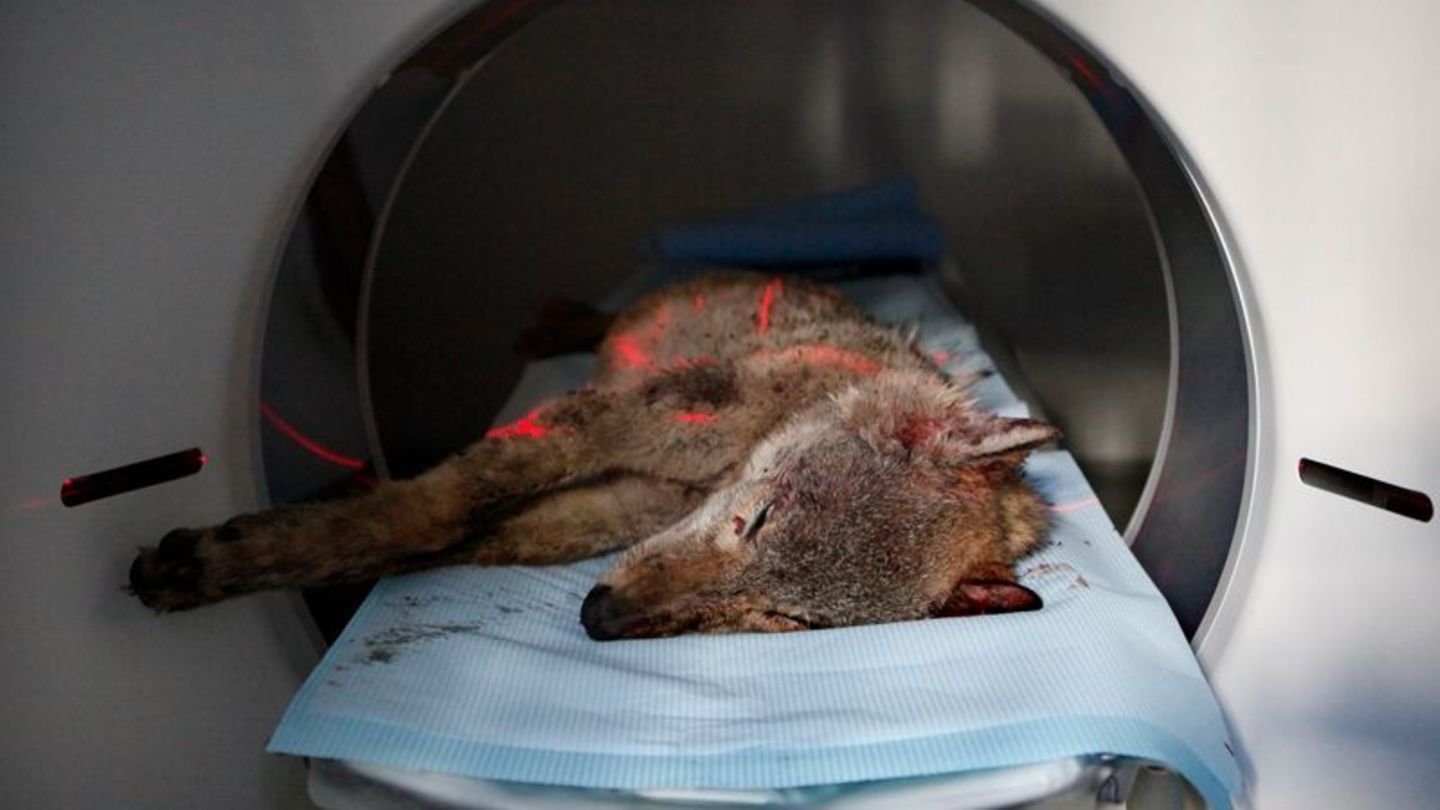 Todfund-Monitoring: 1000 Wölfe untersucht: Kugeln im Fleisch, Nutria im Magen