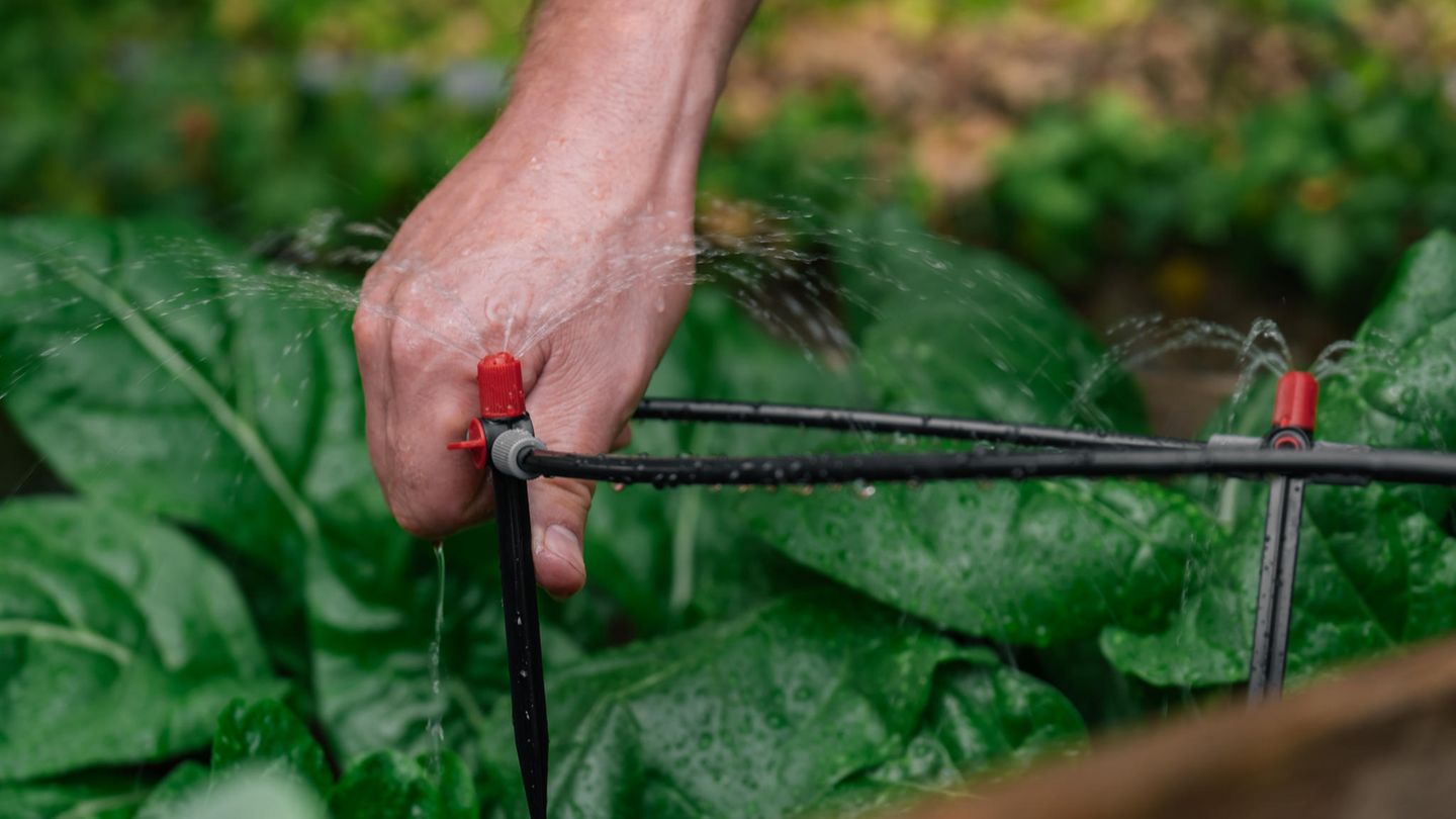 Gartenzeit: Solar-Bewässerungssystem heute über 40 % günstiger: Die besten Garten-Deals am Dienstag