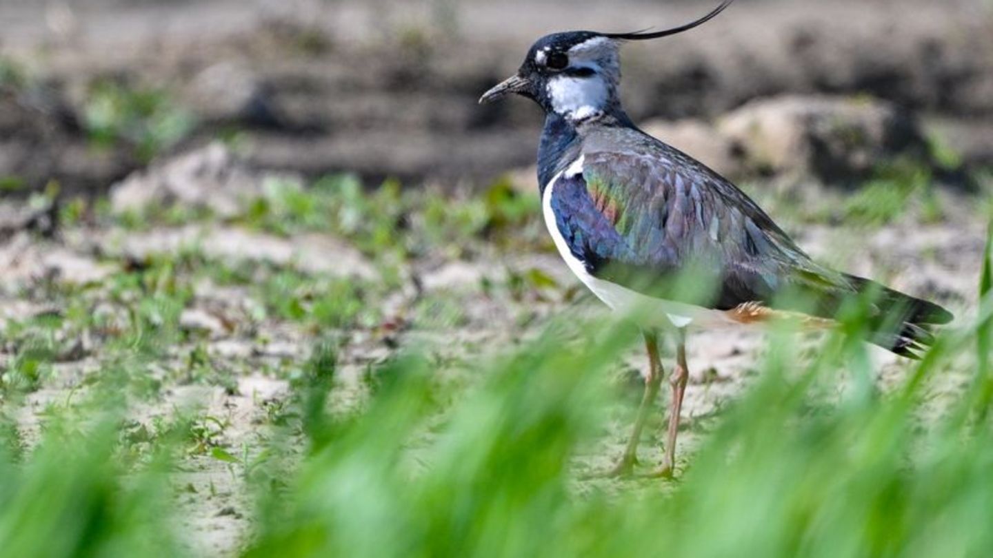Überschwemmte Äcker: Nasse Wiesen lassen Zugvögel in der Altmark siedeln