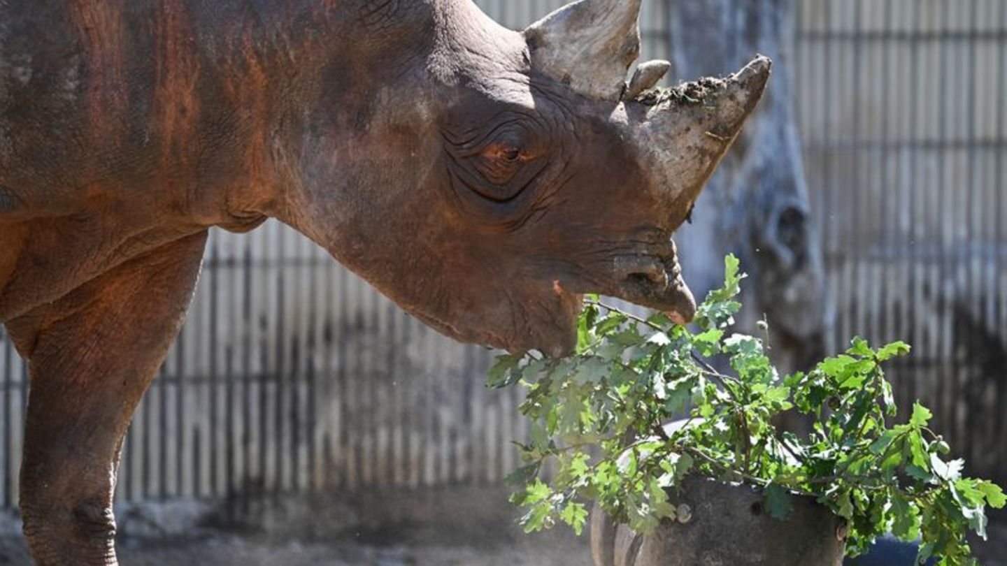 Vom Rhein an den Main: Frankfurter Zoo begrüßt neues Nashorn