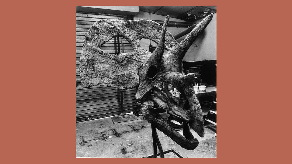Schwarz-weiß-Aufnahme des Dinosauerierschädels des Torosaurus