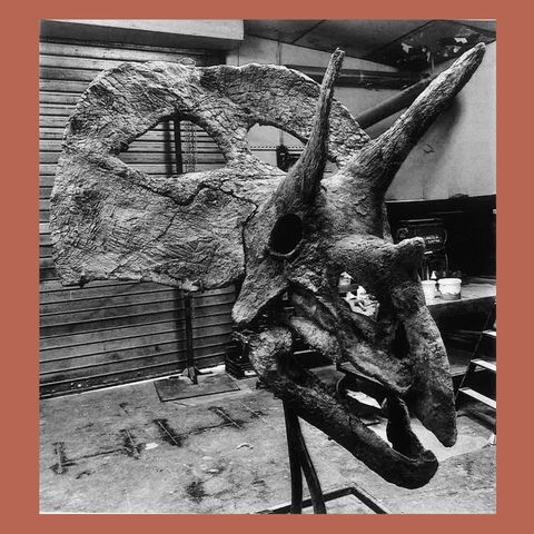 Schwarz-weiß-Aufnahme des Dinosauerierschädels des Torosaurus