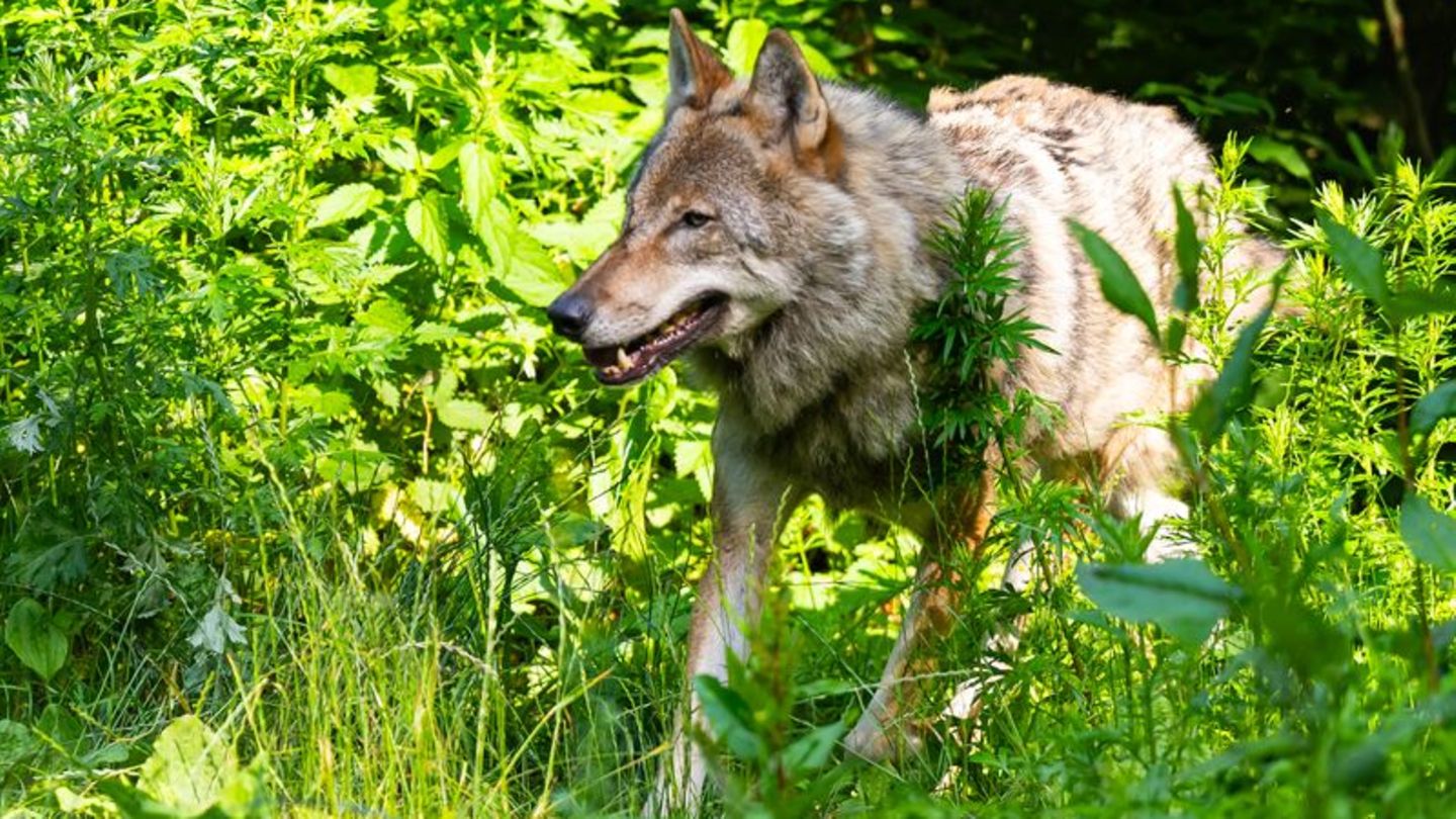 Streit um den Wolf: Aiwanger: Deutschland hat weltweit höchste Wolfsdichte