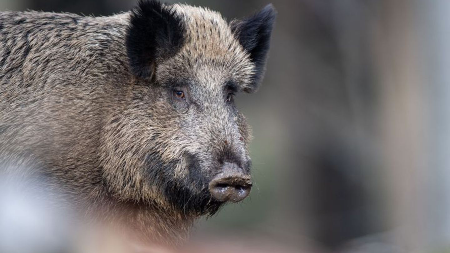 Tierseuche: Minister: Schweinepest-Risiko für Südwesten sehr hoch
