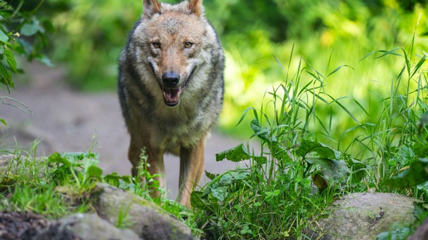 Raubtier auf Insel: Nationalparkverwaltung: Wolf wohl weiterhin auf Norderney