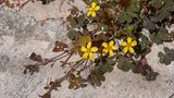 Oxalis corniculata oder Sauerklee