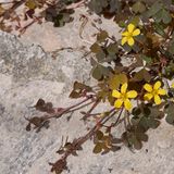 Oxalis corniculata oder Sauerklee
