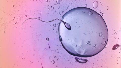 Grafische Darstellung einer In-vitro-Fertilisation