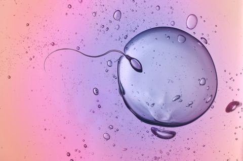 Grafische Darstellung einer In-vitro-Fertilisation