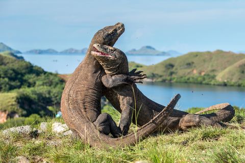 Kämpfender Komodowaran zeigt Zähne