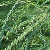 Auf der Wiese wächst Getreidepflanzengras Elymus repens