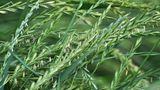 Auf der Wiese wächst Getreidepflanzengras Elymus repens