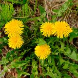 Löwenzahnpflanzen, die im Frühling wachsen