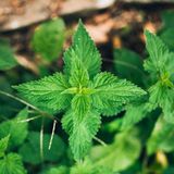 Brennesseln im Garten