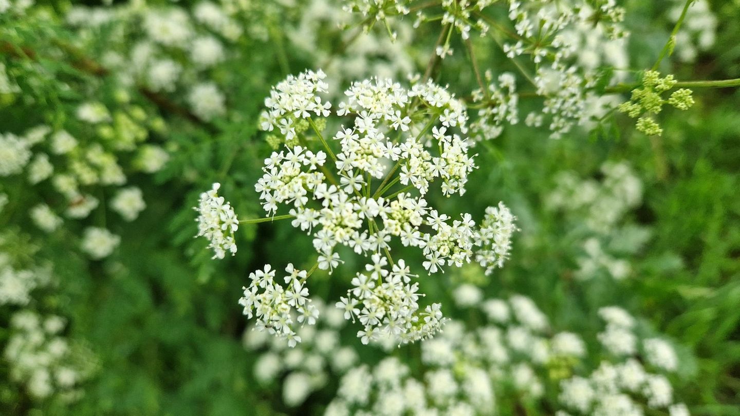5. Giersch Giersch Aegopodium podagraria in der Natur