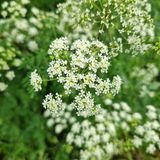 Giersch Aegopodium podagraria in der Natur