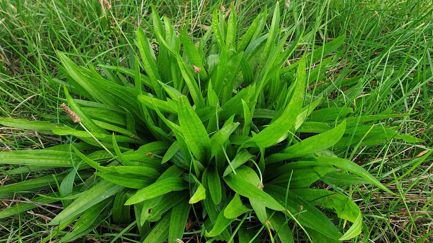 Wegerichpflanze Plantago lanceolata aus der Nähe