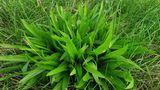 Wegerichpflanze Plantago lanceolata aus der Nähe