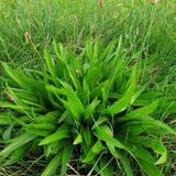 Wegerichpflanze Plantago lanceolata aus der Nähe