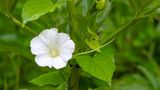 Convolvulus arvensis Blume blüht im Garten