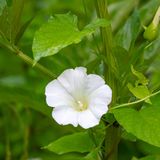 Convolvulus arvensis Blume blüht im Garten