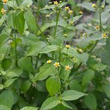 Auf dem Feld blüht es Galinsoga parviflora