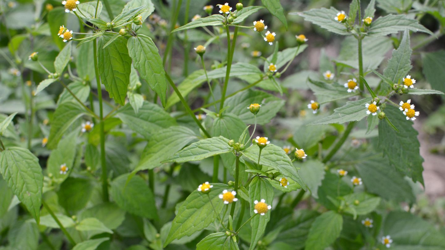 3. Franzosenkraut Auf dem Feld blüht es Galinsoga parviflora