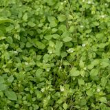 Blühende Vogelmiere im Garten