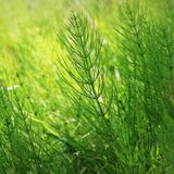 Schachtelhalm im Frühjahr