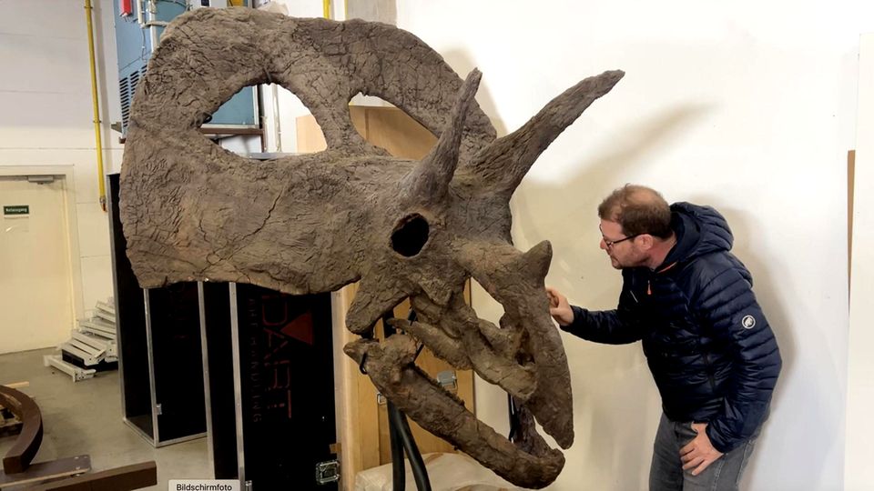 Das erwartet Sie im stern-Fossilienkrimi "Der Knochenjob"