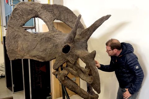 Das erwartet Sie im stern-Fossilienkrimi "Der Knochenjob"