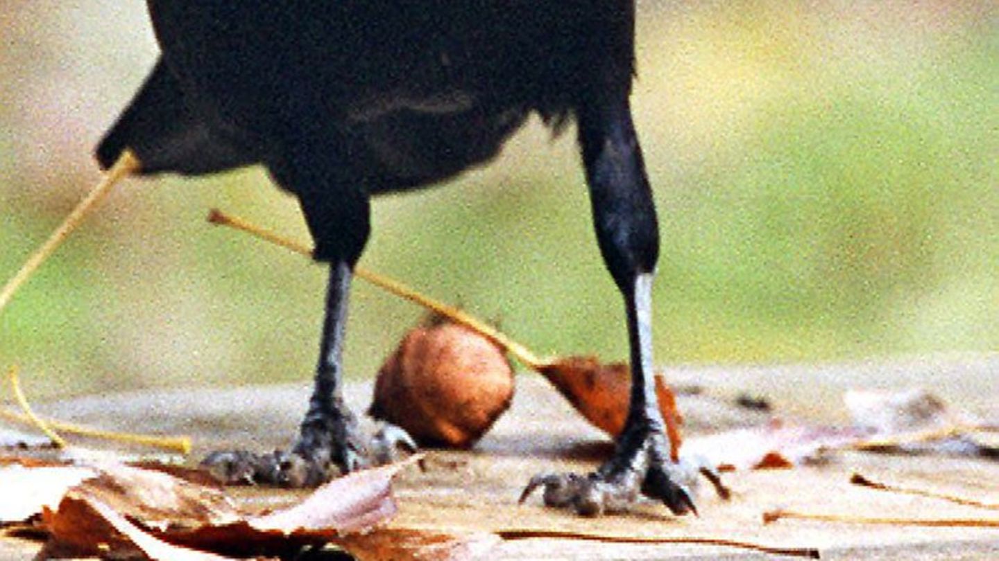 Tiere: Zeugen gesucht nach Fund von 20 vergifteten Vögeln