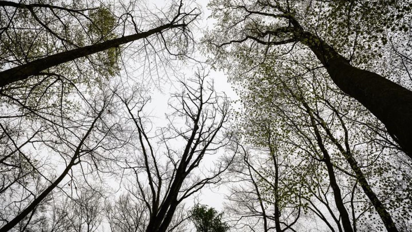 Wald: Wiederaufforstung in Niedersachsen schreitet voran