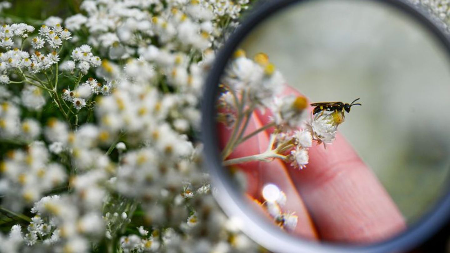 Insektensommer: Naturschutzbund ruft zum Insektenzählen auf