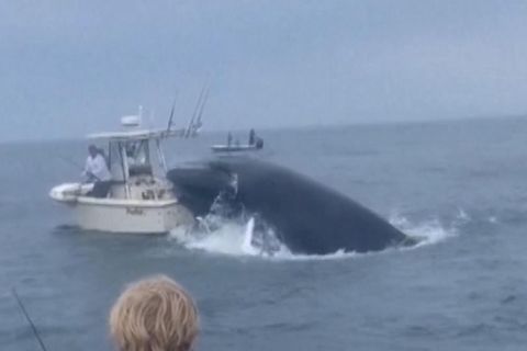 Spektakuläre Aufnahmen: Wal springt aus dem Wasser und bringt Fischerboot zum Kentern