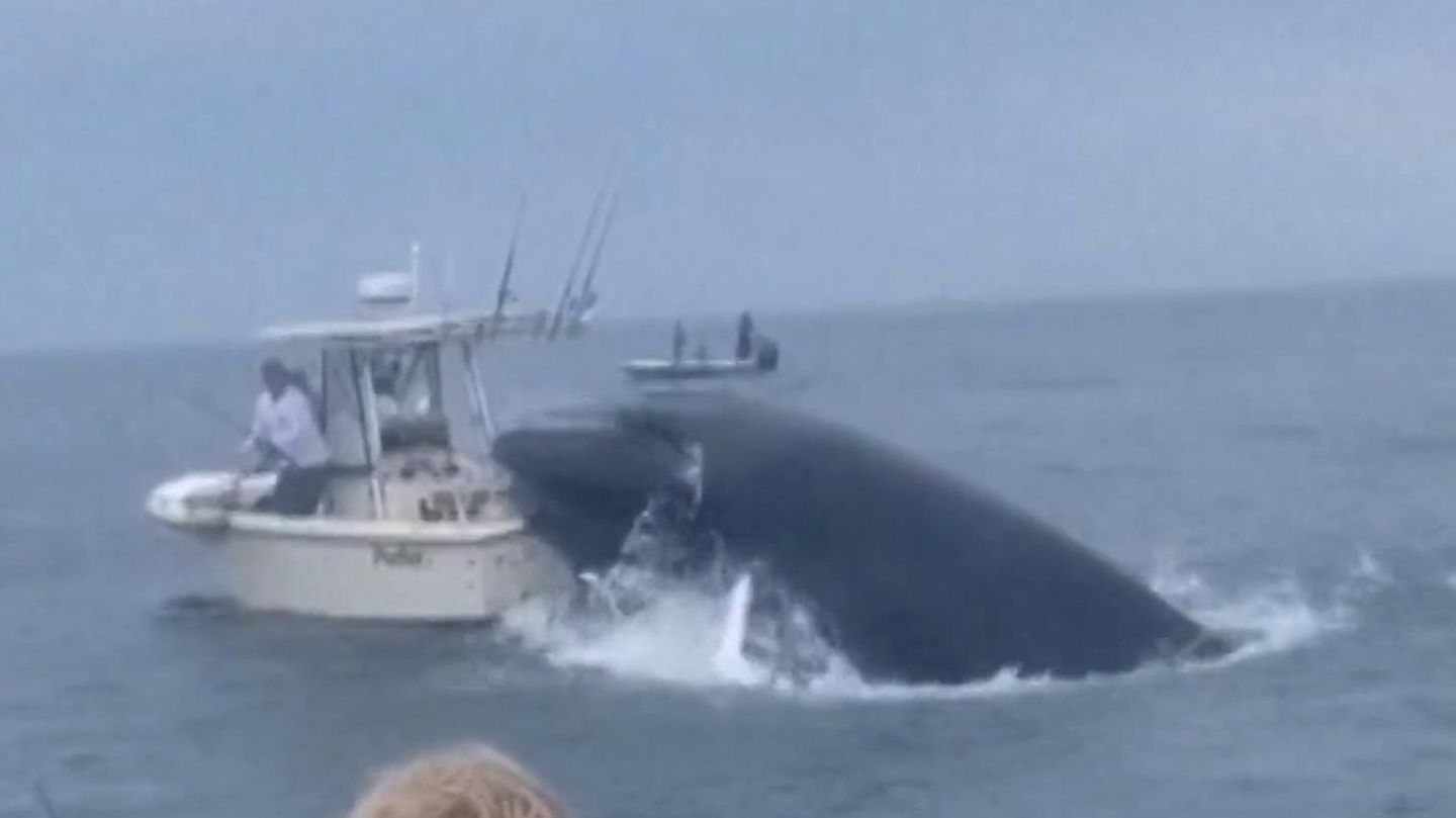 Spektakuläre Aufnahmen: Wal springt aus dem Wasser und bringt Fischerboot zum Kentern