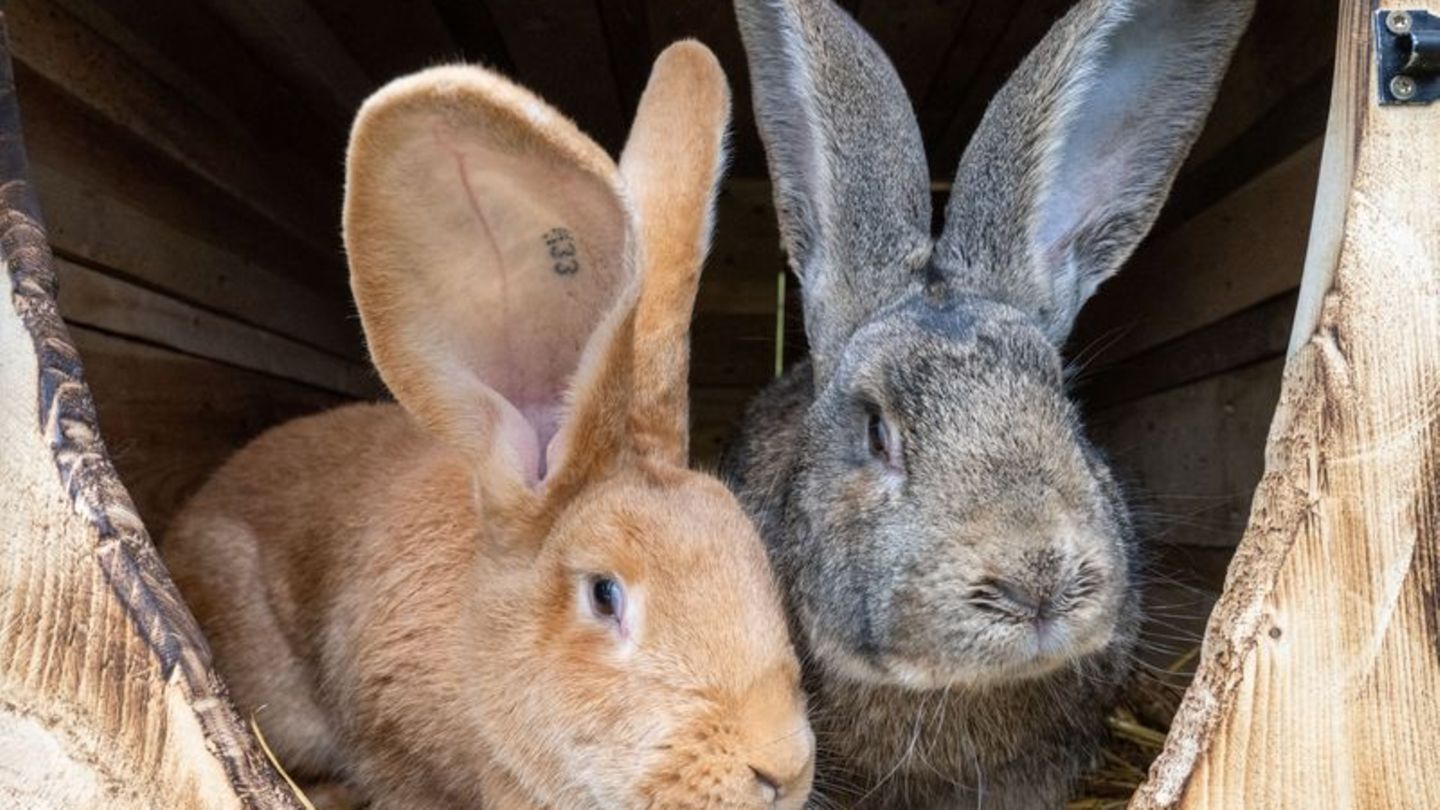 Rätselhafte Tat: Kaninchen verschwunden - Tierschützerin kritisiert Halter
